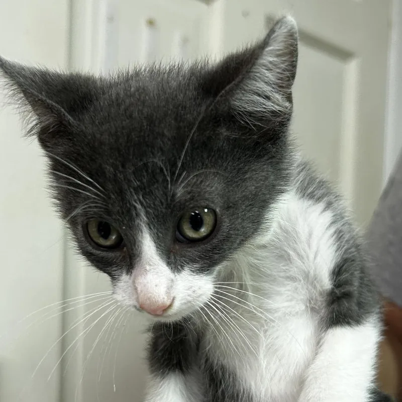 A baby small-sized male Gray / Blue / Silver Domestic Short Hair cat named Ipod for adoption in Leander, TX