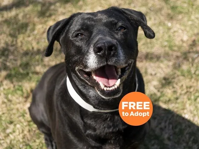An adult large-sized female Labrador Retriever dog named Ruby for adoption in Phoenix, AZ