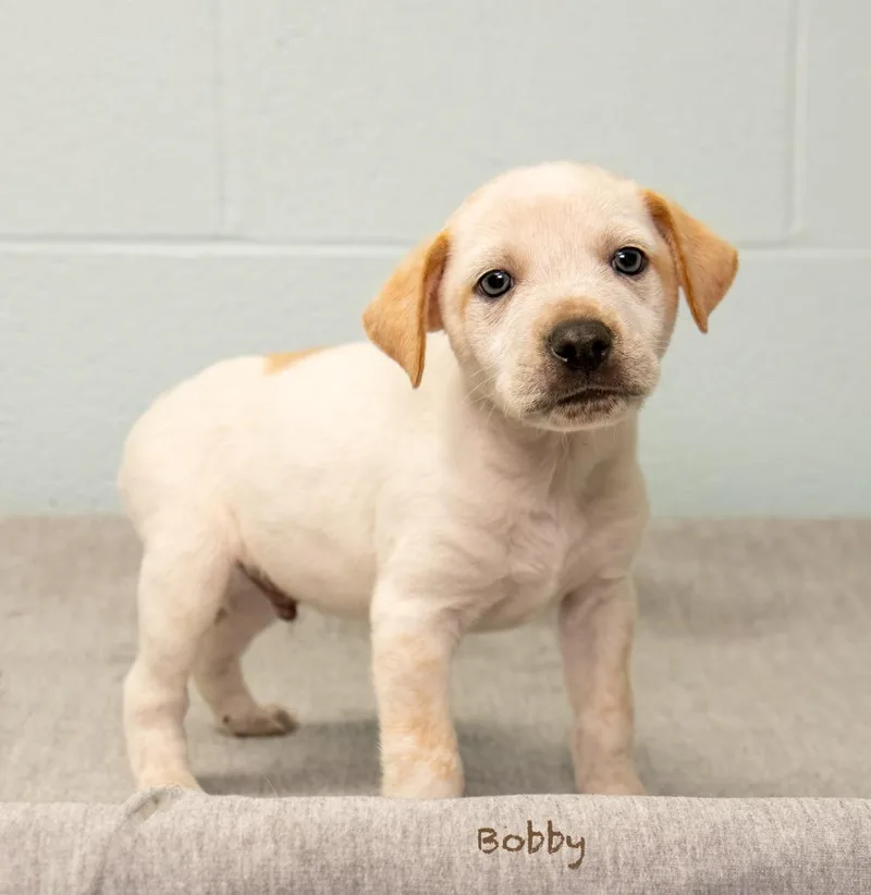 A baby medium-sized male Hound dog named Bobby for adoption in Manchester, CT