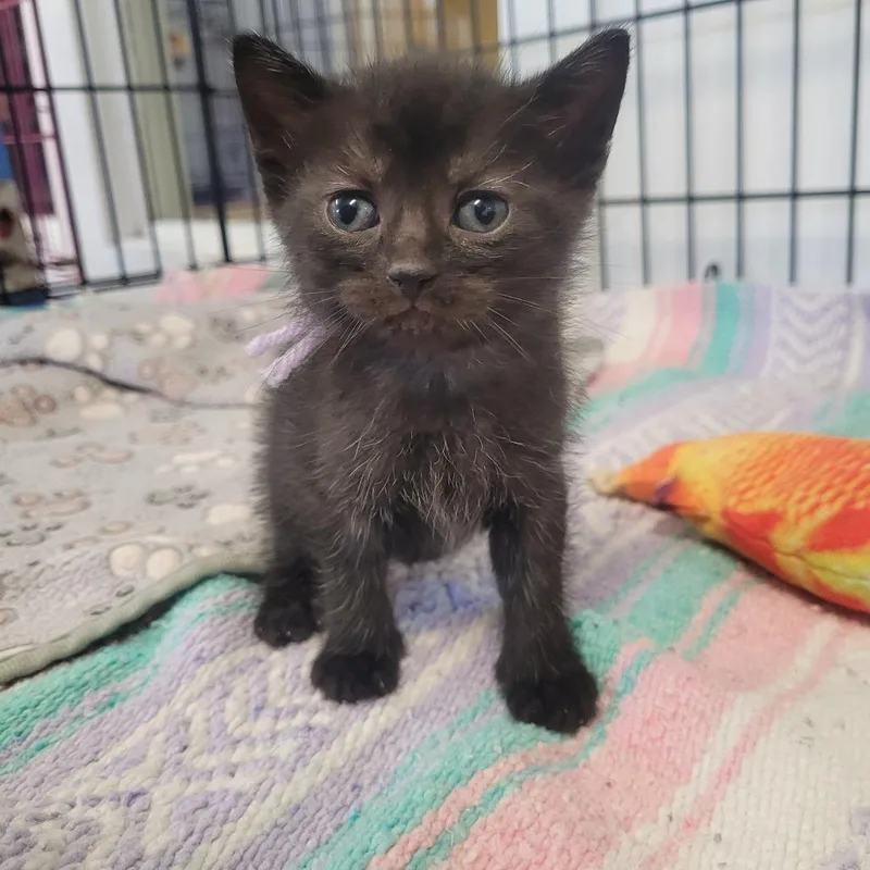 A young small-sized female Domestic Short Hair cat named Pearl for adoption in Clarksdale, MS