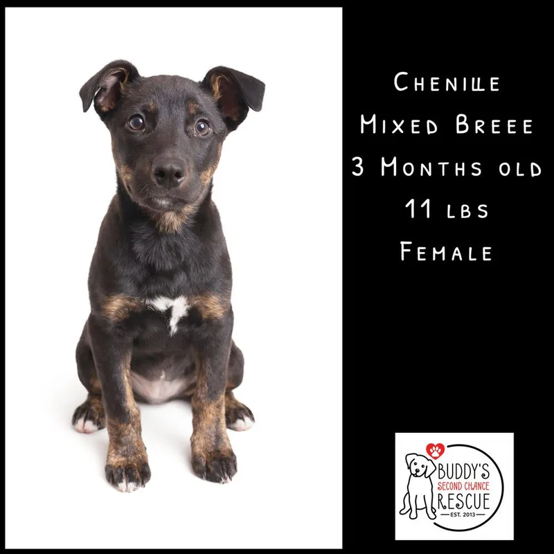 Chenille thumbnail 3