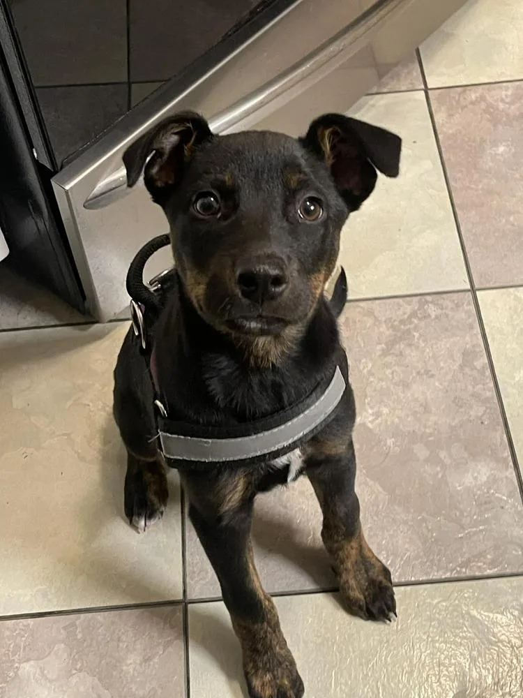 Chenille thumbnail 4