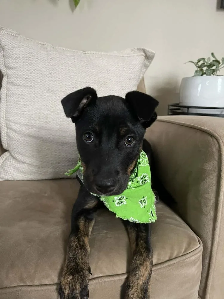 Chenille thumbnail 5