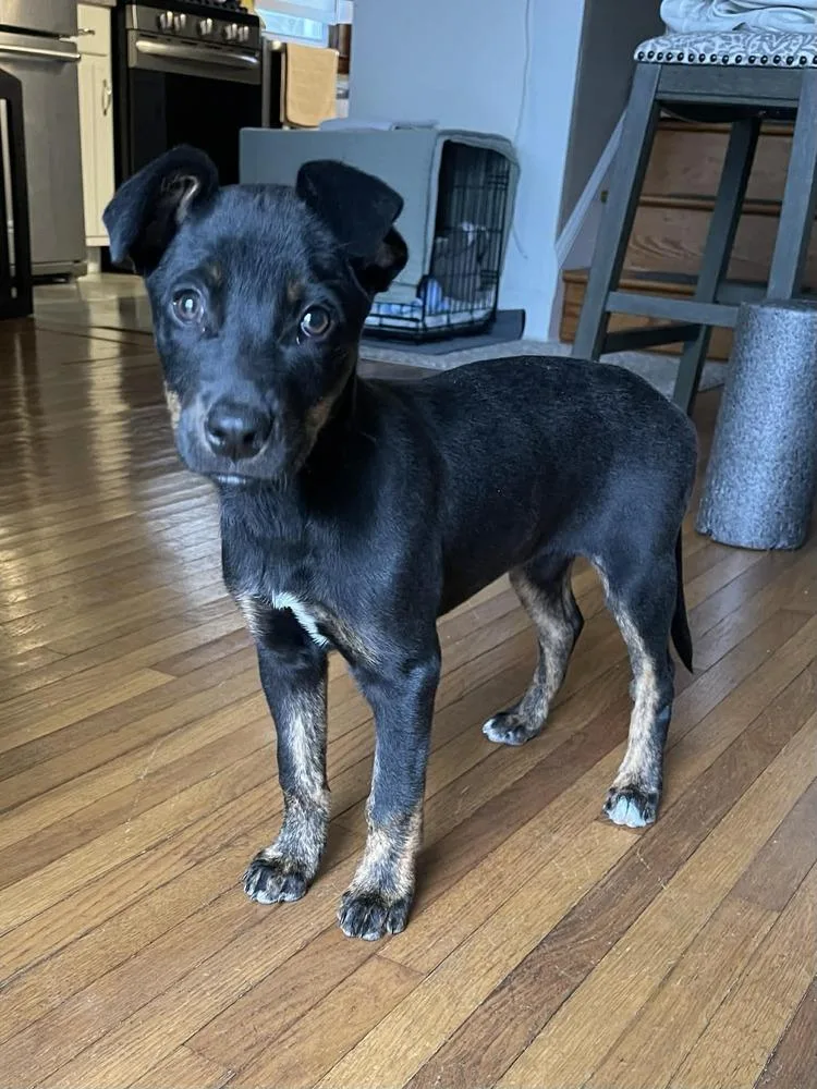 Chenille thumbnail 6