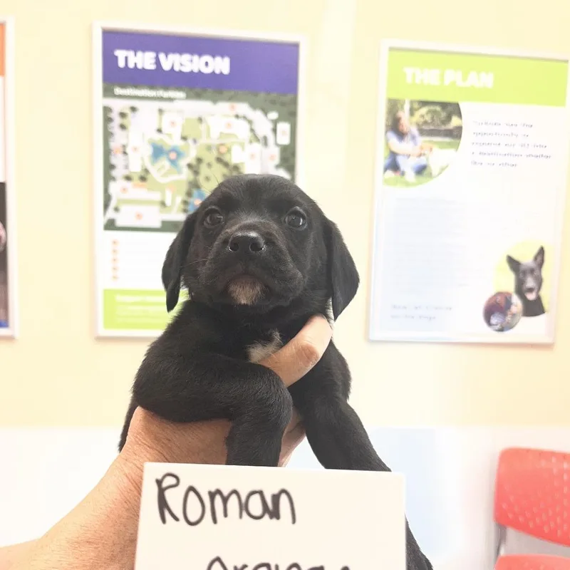 Roman thumbnail 2
