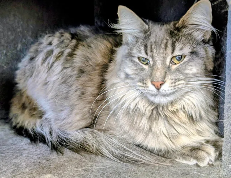 A young medium-sized female Domestic Long Hair cat named Artemis  Athena for adoption in Peoria, AZ