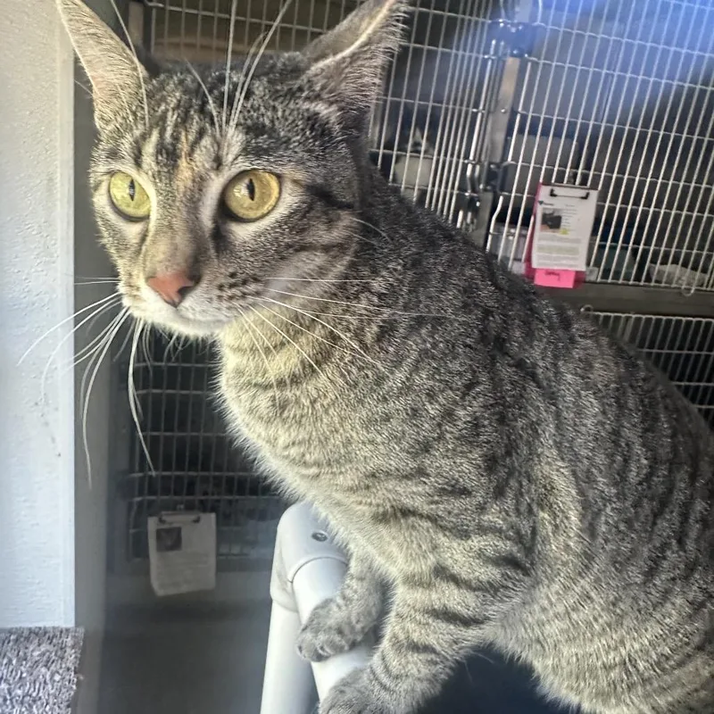 An adult medium-sized female Brown / Chocolate Domestic Short Hair cat named Bianca for adoption in Columbia Station, OH