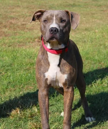 An adult medium-sized male Pit Bull Terrier dog named ShamRock for adoption in Conway, AR