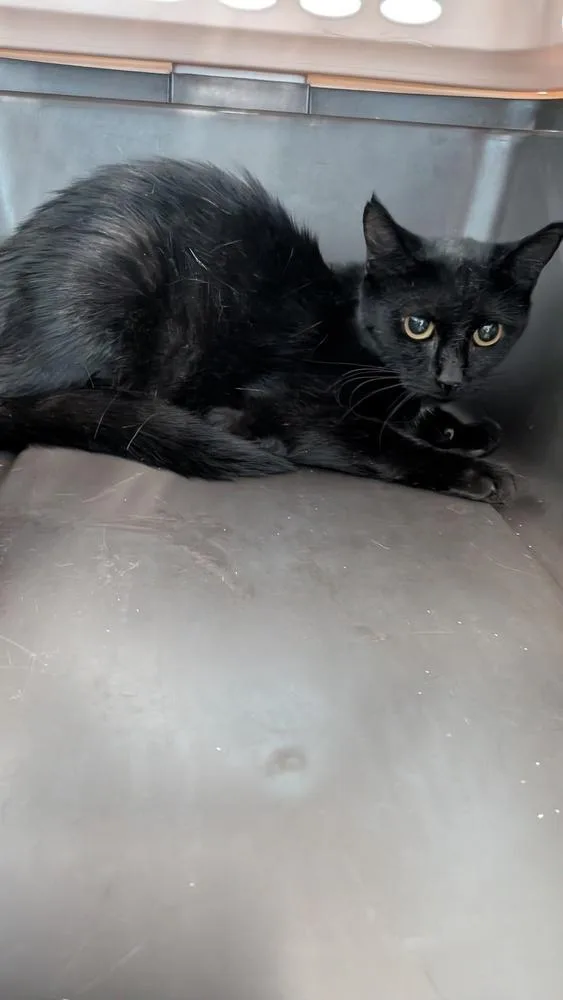 An adult medium-sized female Black Domestic Short Hair cat named Pom for adoption in Evansville, IN