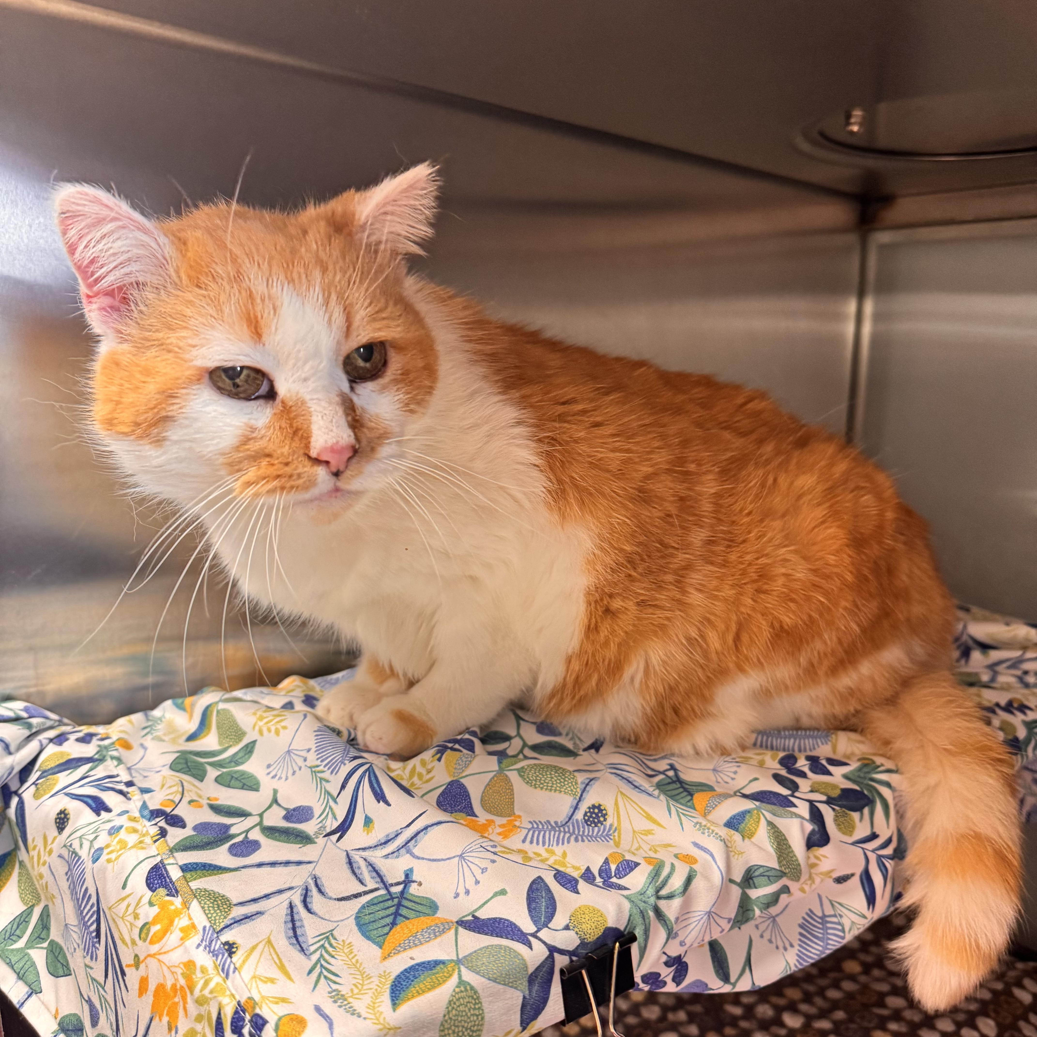 A senior medium-sized female Orange & White Domestic Short Hair cat named Marmalade for adoption in Midland, MI