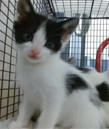 A baby small-sized female Domestic Short Hair cat named Zaphrina for adoption in Miami, FL