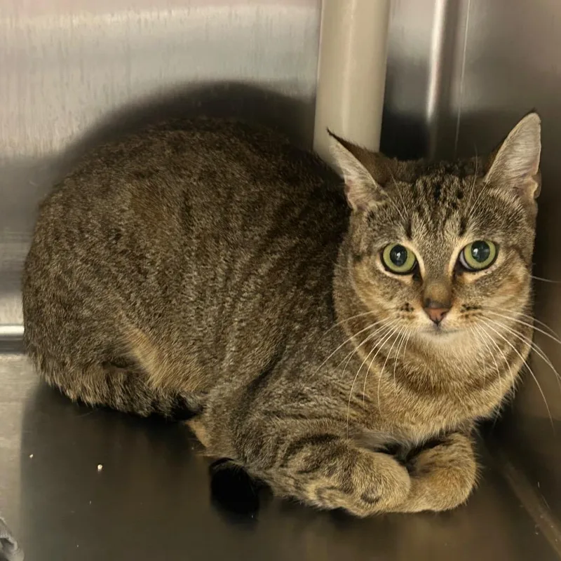 Christmas Chili thumbnail 2