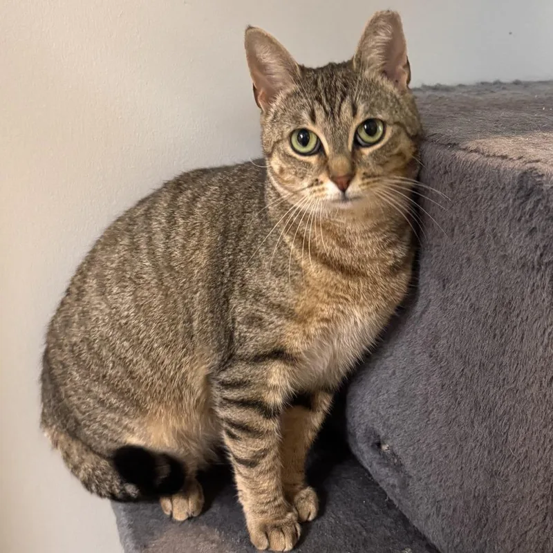 Christmas Chili thumbnail 4