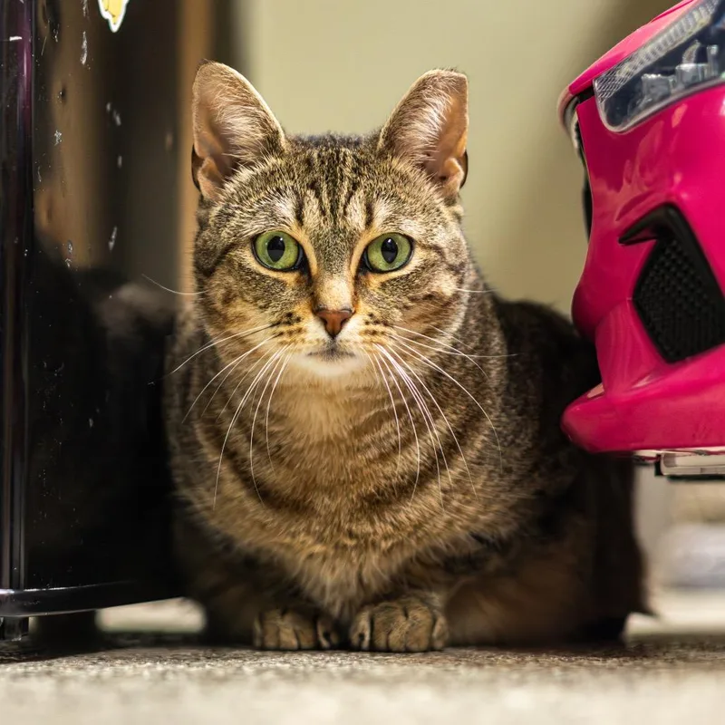 Christmas Chili thumbnail 5