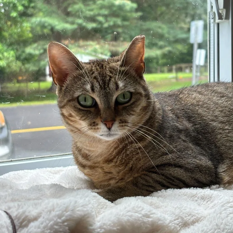 Christmas Chili thumbnail 6