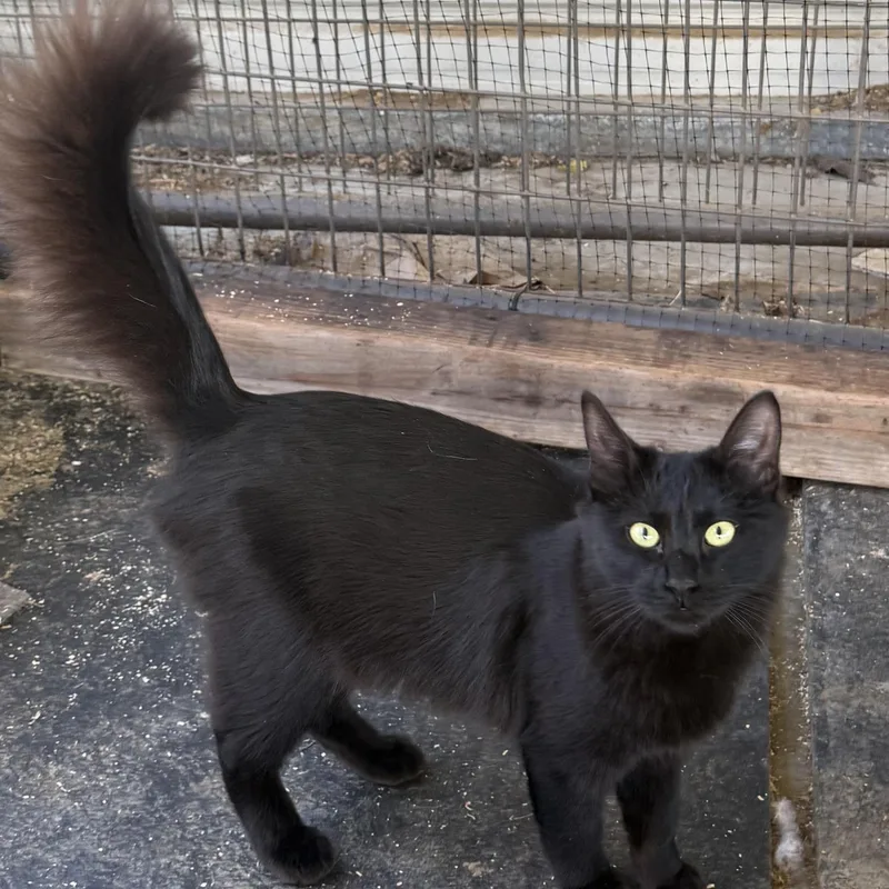 A young medium-sized female Domestic Medium Hair cat named Raven for adoption in Dunnigan, CA