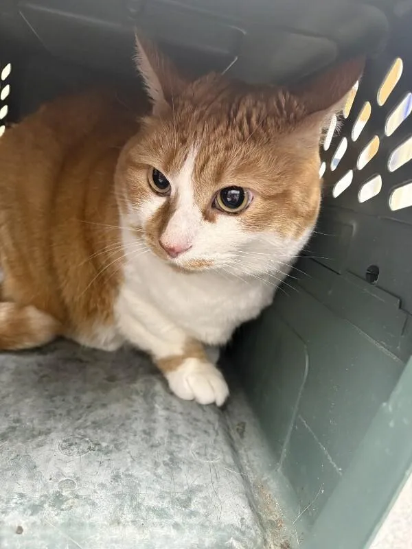 An adult medium-sized female Tabby (Orange / Red) Domestic Medium Hair cat named Pippa for adoption in Burgaw, NC