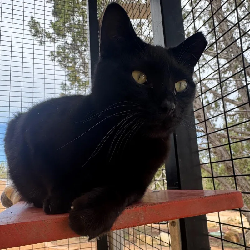 An adult large-sized male Black Domestic Short Hair cat named Boba for adoption in Las Vegas, NV