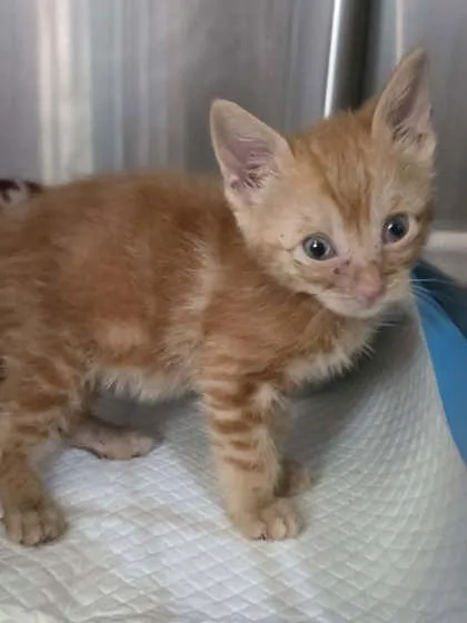 A baby small-sized female Domestic Short Hair cat named Kaidia for adoption in Houston, TX