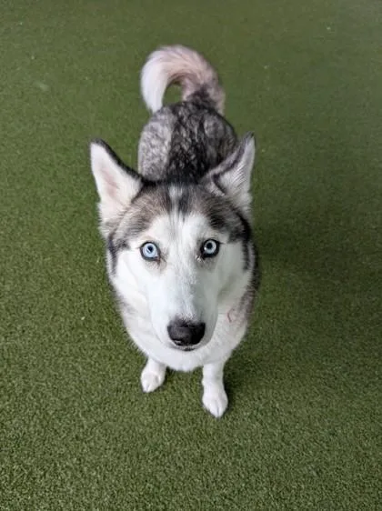 An adult large-sized female Siberian Husky dog named Midna for adoption in Bellevue, WA