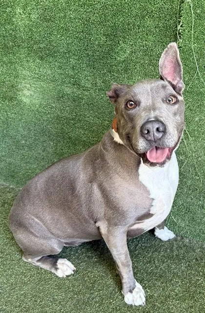 An adult large-sized female Pit Bull Terrier dog named Cricket for adoption in Lancaster, CA