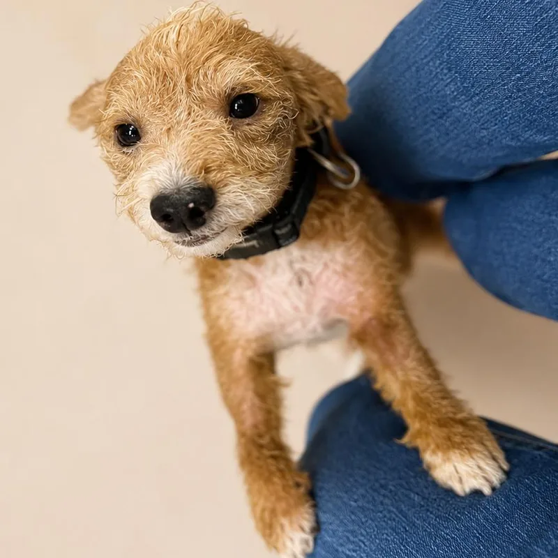 Odie thumbnail 3