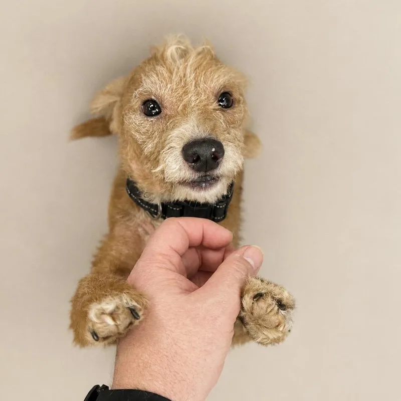 Odie thumbnail 4