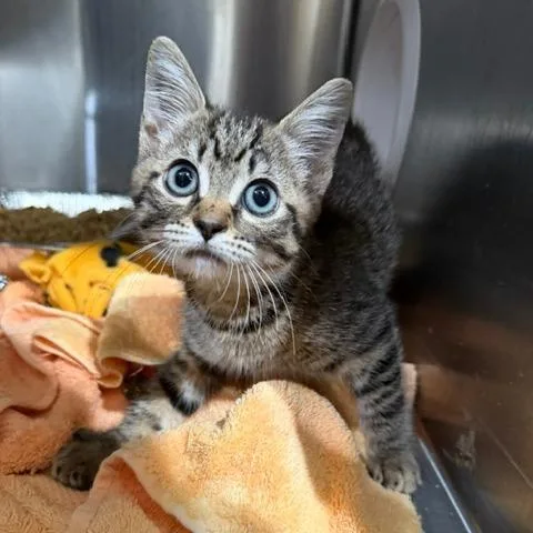 A baby small-sized female Domestic Short Hair cat named Stormy for adoption in Cumming, GA