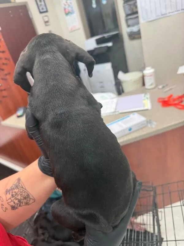 A young small-sized female Black Mixed Breed dog named Puppy for adoption in Hobbs, NM