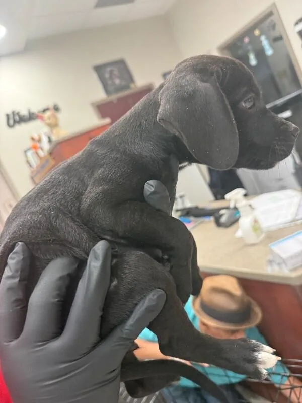 Puppy thumbnail 3