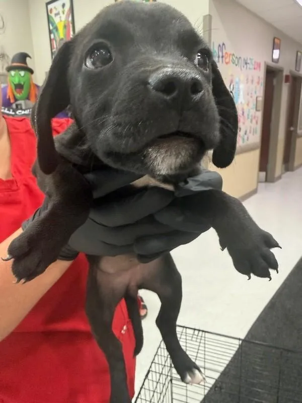 Puppy thumbnail 4
