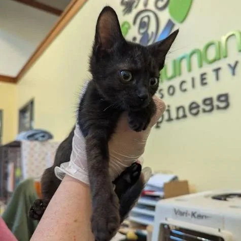 A baby small-sized male Black Domestic Short Hair cat named Astronaut for adoption in Lynchburg, VA