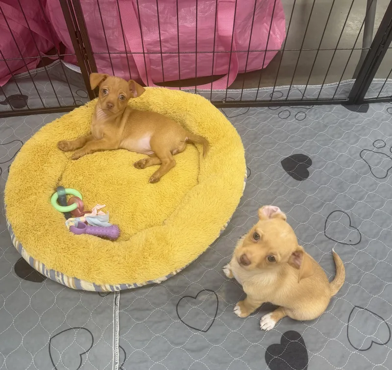 A baby small-sized male Apricot / Beige Chihuahua dog named Cap N Crunch for adoption in Kings Mountain, NC