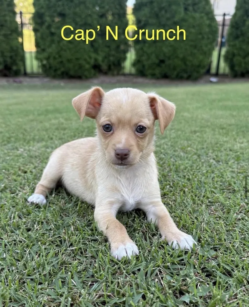 Cap N Crunch thumbnail 2