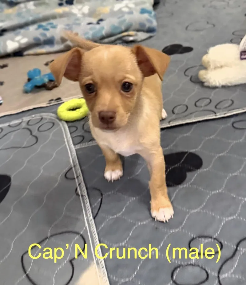 Cap N Crunch thumbnail 3