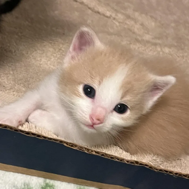 A baby small-sized male Orange / Red Domestic Short Hair cat named Spooky Salem for adoption in Austin, TX