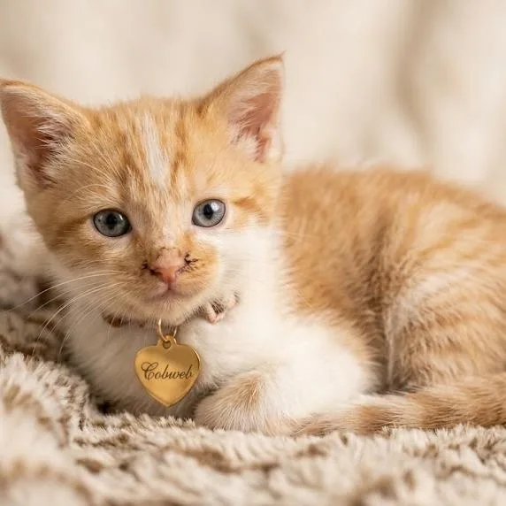 A baby small-sized male Orange / Red Domestic Short Hair cat named Cobweb for adoption in Hannibal, MO