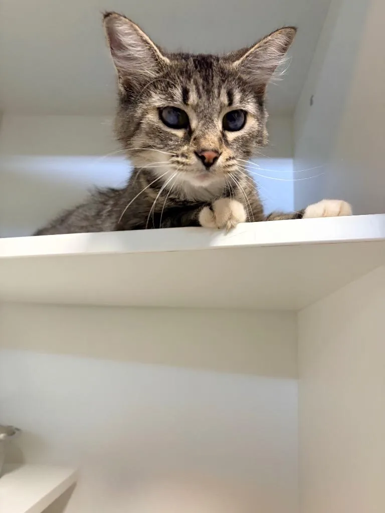 An adult medium-sized female Domestic Medium Hair cat named Zora for adoption in Huntington, IN