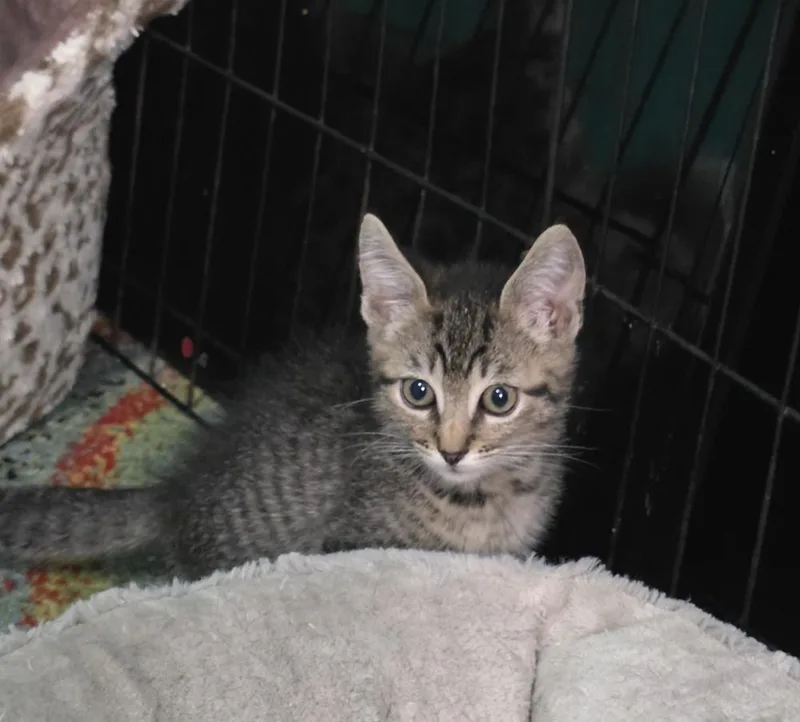 Tilapia  Brown Collar