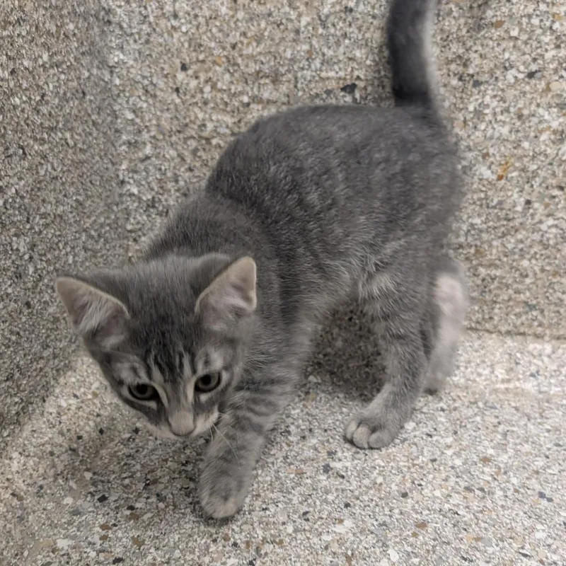 A baby small-sized male Gray / Blue / Silver Domestic Short Hair cat named Chaga for adoption in Detroit Lakes, MN