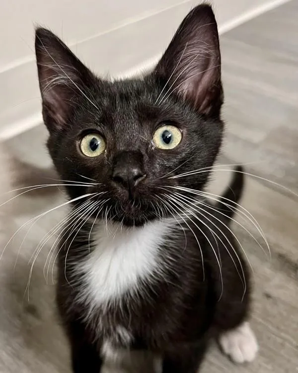 A baby small-sized male Domestic Short Hair cat named Billy for adoption in Novato, CA