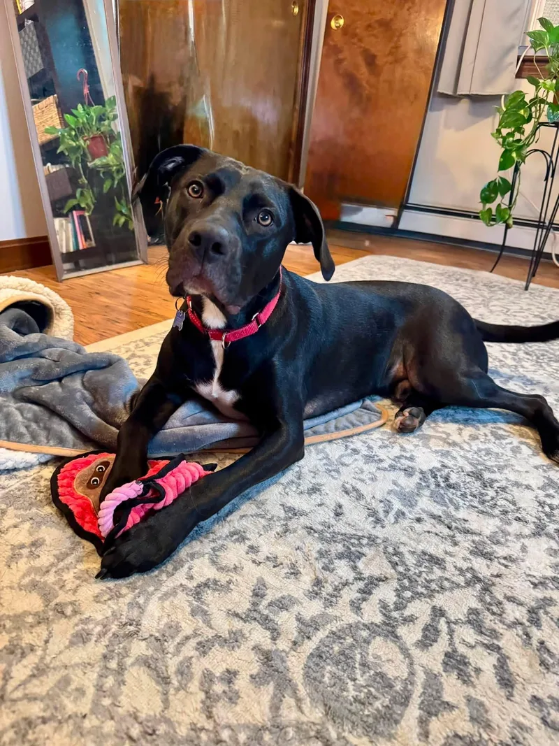 A young medium-sized male Labrador Retriever dog named Ender for adoption in Chelmsford, MA