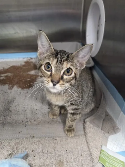 A baby small-sized female Domestic Short Hair cat named Mags for adoption in Ocala, FL