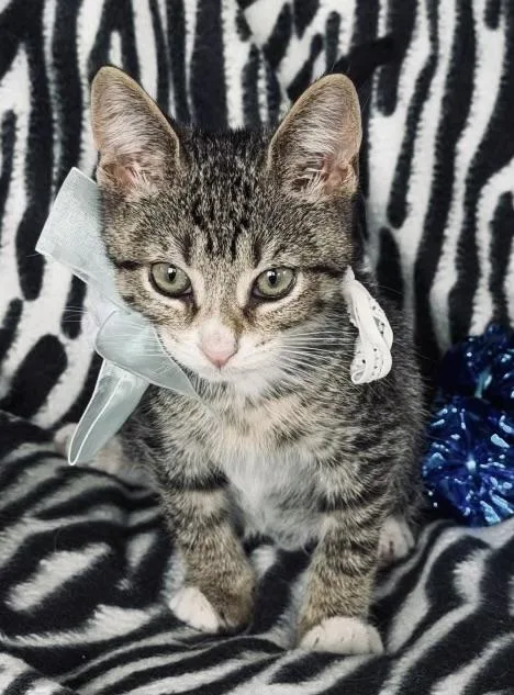A baby medium-sized male Tiger cat named Baxter for adoption in Long Beach, NY
