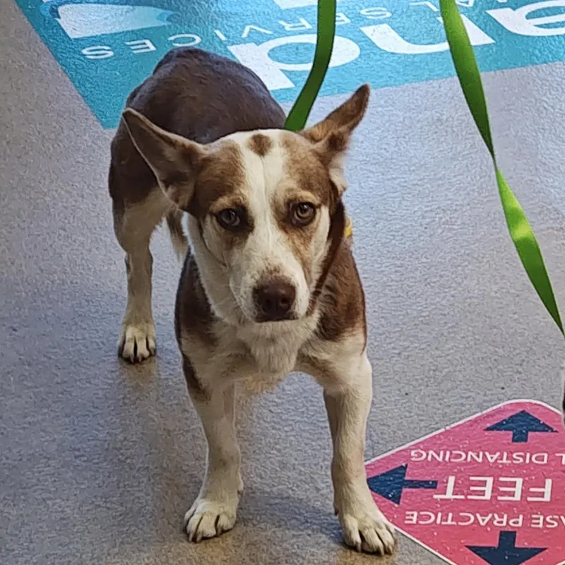 An adult small-sized female Brown / Chocolate Corgi dog named Iepastray_ for adoption in Upland, CA
