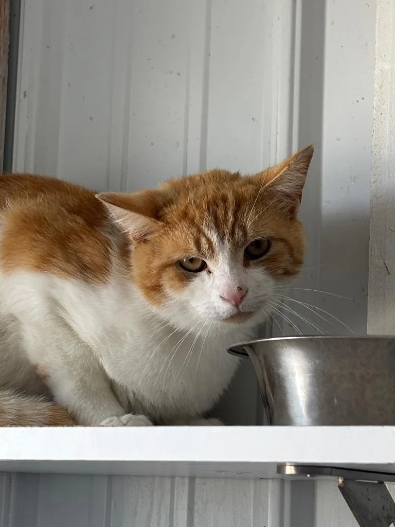 A young medium-sized male Domestic Short Hair cat named Jimerino for adoption in Hartford City, IN
