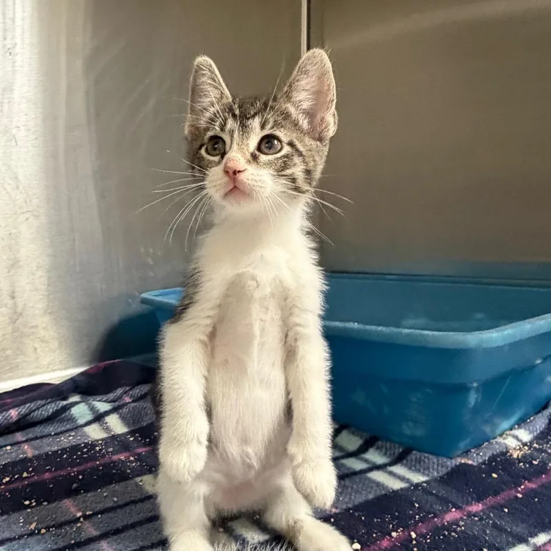 A baby small-sized male Brown / Chocolate Domestic Short Hair cat named Kaufmo for adoption in Bryan, TX