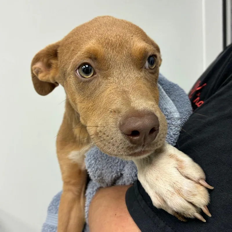 A baby small-sized male Terrier dog named Octavius for adoption in Abilene, TX