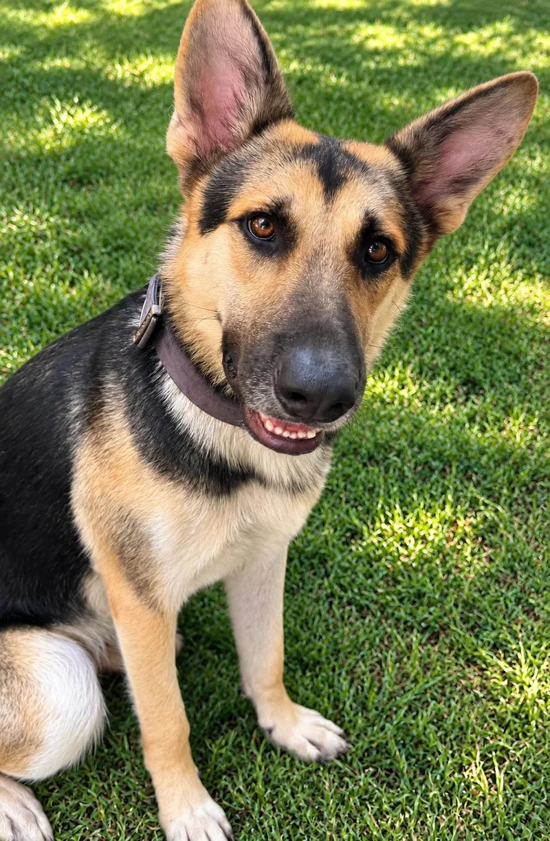 A young medium-sized male German Shepherd Dog dog named Major for adoption in Media, PA