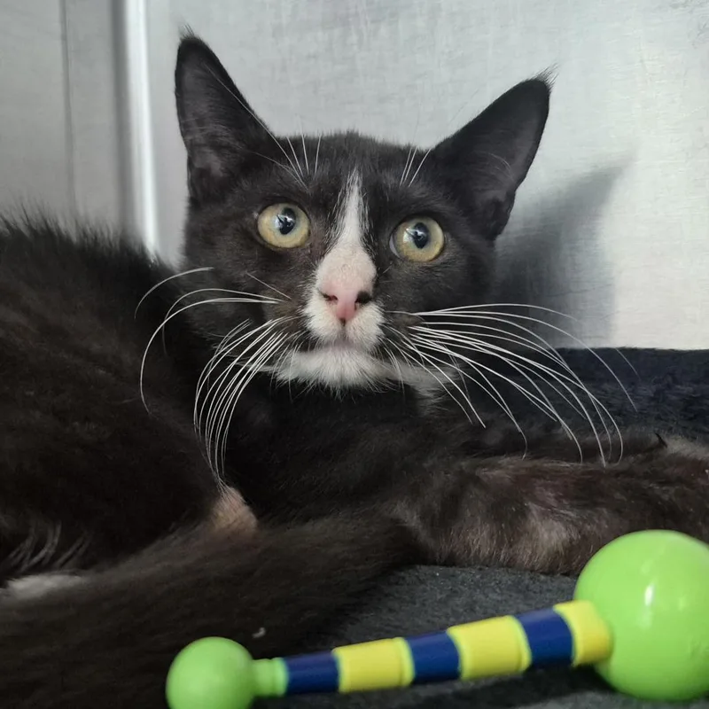 A baby small-sized male Black Domestic Short Hair cat named Moonpie for adoption in Newark, NJ